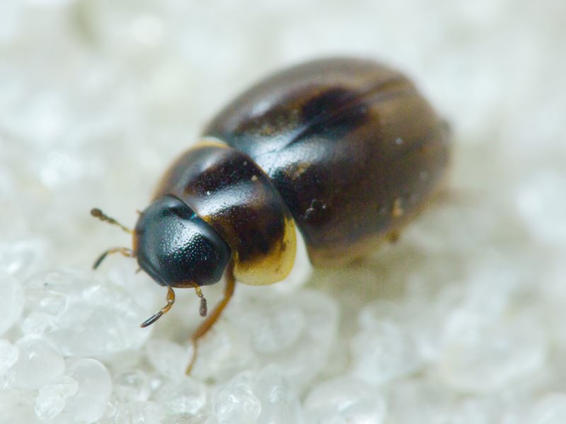 Hydrophilidae LatreiIle, 1802